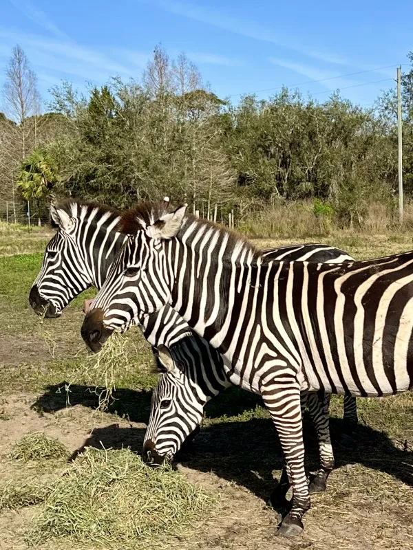 Explore our Exotic Animals