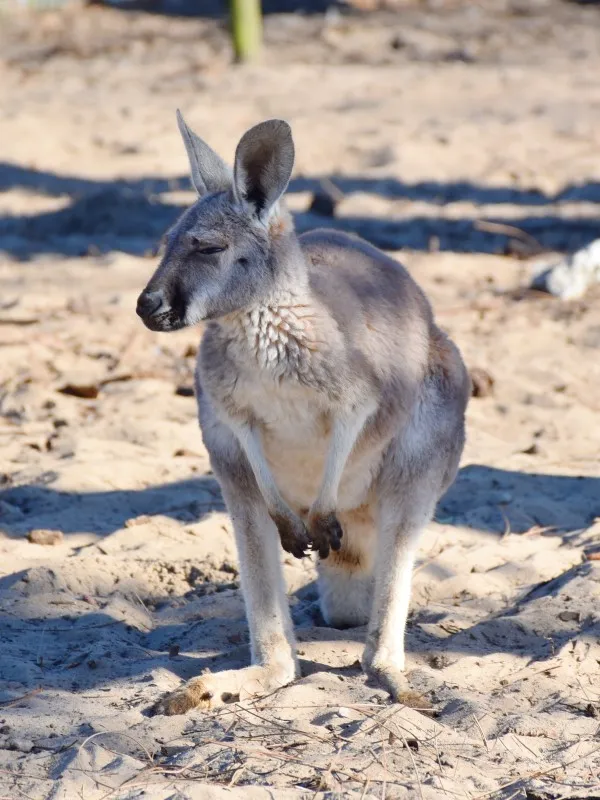 See Our Farm Animals